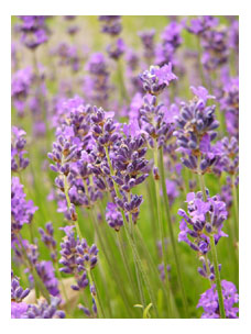 Jersey Lavender